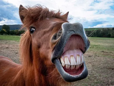 Лошади КСК Левадия, horse | серая лошадь, серая масть, лошад… | Flickr