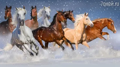 Лошади КСК Левадия, horse | Лошади, гнедая лошадь, фотографи… | Flickr