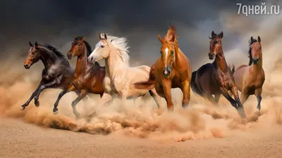 крупным планом изображение красивой лошади, красивые фотографии лошадей в  полном размере фон картинки и Фото для бесплатной загрузки