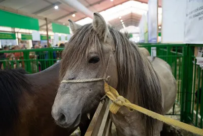 Новую породу казахских лошадей вывели в области Абай | Inbusiness.kz