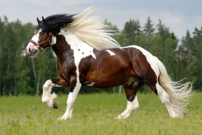 horse and girl 🥰 в 2023 г | Любовь лошадей, Красивые лошади, Фотографии  лошадей