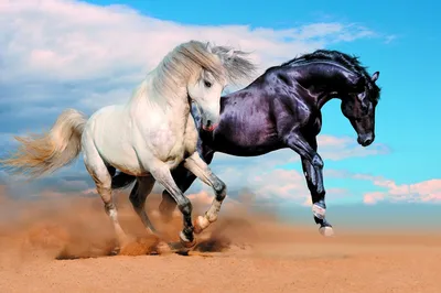 Ученые рассказали, почему лошади носят подковы - АЗЕРТАДЖ