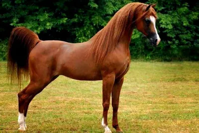 Лошади КСК Левадия, бельгийский пони, horse, pony | Лошади, … | Flickr