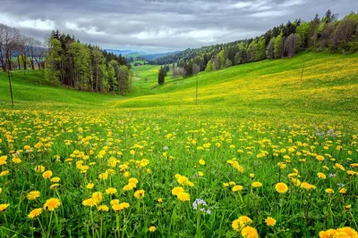 Картинки луга фотографии