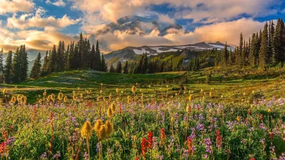 Альпийские луга | ФОТОВЫСТАВКА