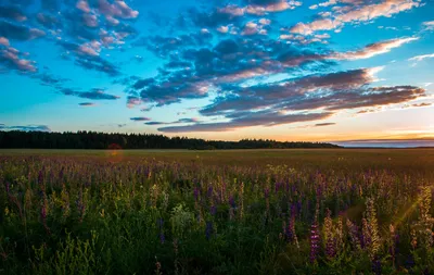 Городские луга Риги пострадали от небывалой засухи — специалист / Статья