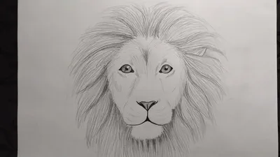 Картинки льва для срисовки - 77 фото