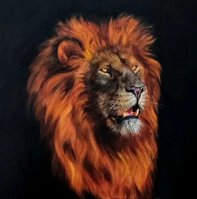 рисунок льва, самец льва, львы png | PNGEgg
