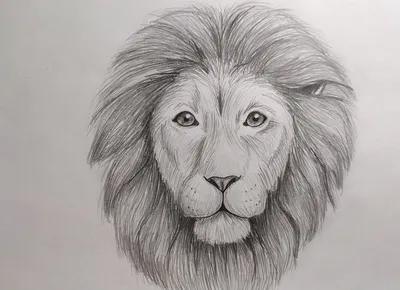 Картинки льва для срисовки - 77 фото