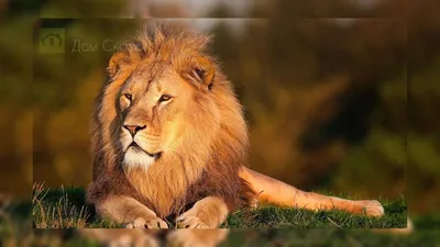 Картинки Льва фотографии