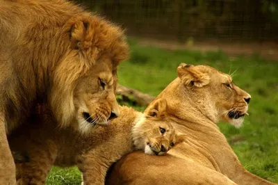 Львёнок и его мамочка | Пикабу