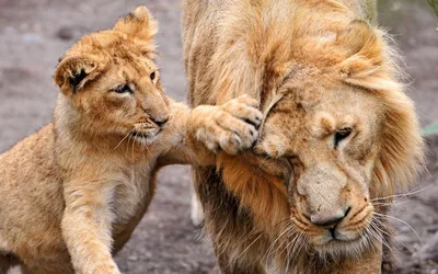 Львица и львёнок сидят в саванне» — создано в Шедевруме