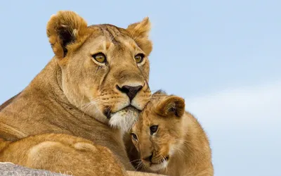 Львята с мамой (56 фото) - красивые фото и картинки pofoto.club