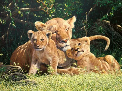 Лев львица и два львенка картинка - 82 фото