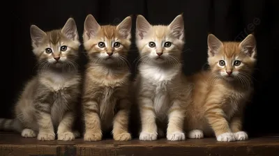 Самые маленькие котята в мире - 78 фото