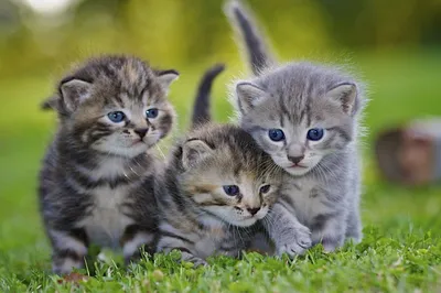 7 маленьких котят, на диване, все …» — создано в Шедевруме