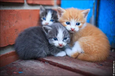 3 милых котенка стоят в одиночестве на деревянном фоне, картинка маленьких  котят, котенок, кошка фон картинки и Фото для бесплатной загрузки