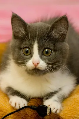 17 фотографий маленьких котят, в которых невозможно не влюбиться