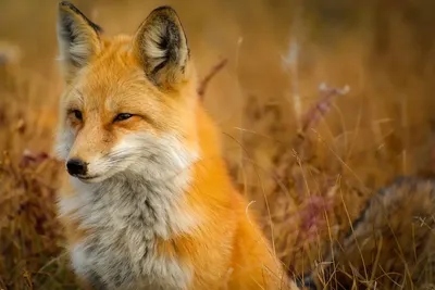 Лиса: фото, факты о животном, самое интересное о потомстве, образе жизни  лисицы