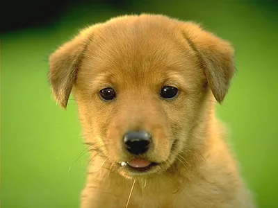 Купить антигельминтик для щенков Virbac Мильпро Дог, для маленьких собак, 4  таб, цены в Москве на Мегамаркет | Артикул: 600003366547