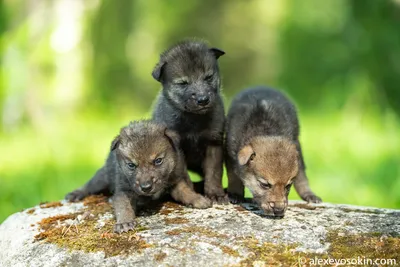 А вы видели новорожденных волчат?.. | Пикабу