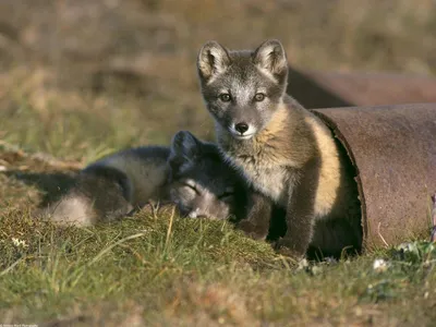 Двое маленьких волчат. Обои с животными, картинки, фото 1024x768