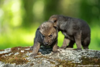 А вы видели новорожденных волчат?.. | Пикабу