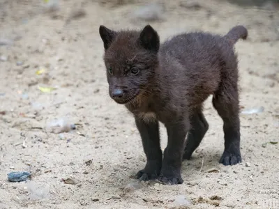 Фото: у чёрных волков в Новосибирском зоопарке родились волчата - 20 июня  2018 - НГС