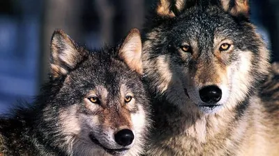В Дании у дикой пары волков появились волчата | ИА Красная Весна