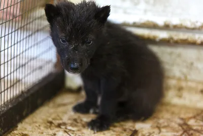 Бэби-бум в тюменском зоопарке: как выглядят новорожденные волчата и другие  малыши - 3 июня 2017 - 72.ru