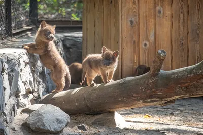 В Новосибирском зоопарке показали маленьких красных волчат 14 мая 2020 г. -  14 мая 2020 - НГС