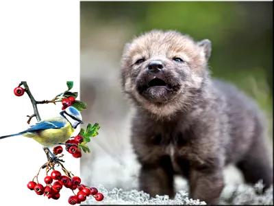 МАЛЕНЬКИЙ ВОЛЧОНОК. Обсуждение на LiveInternet - Российский Сервис  Онлайн-Дневников | Baby animals, Cute dogs breeds, Baby wolves