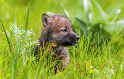 Маленький волк | Пикабу