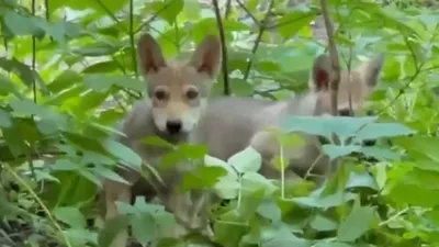 В ростовском зоопарке впервые вышли в свет трое маленьких волчат: видео