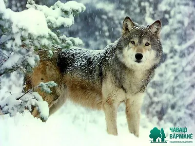 Волк » Национальный парк \"Чаваш вармане\", Чувашия, Шемурша