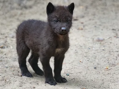 Фото: у чёрных волков в Новосибирском зоопарке родились волчата - 20 июня  2018 - НГС