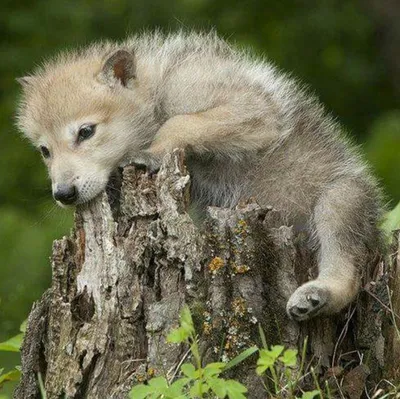 Волчонок животное - картинки и фото poknok.art
