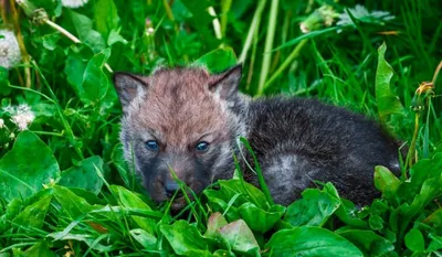 Купить детский костюм маленького волчонка оптом - цены производителя.  Отгрузим по РФ со склада