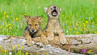 Пары и семьи волков, маленькие волчата