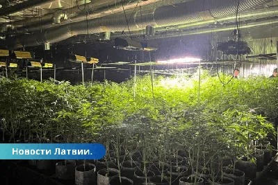В Швейцарии с 1 августа легализовали медицинское применение марихуаны -  02.08.2022, Sputnik Армения