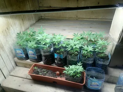ГКНБ нашел в частном доме в селе на Иссык-Куле 5,2 кг марихуаны (фото)