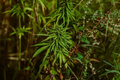 В Латвии марихуана расцветает пышным цветом. Полиция собирает урожай