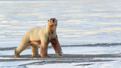 На Камчатке впервые в мире достоверно определят массу тела диких бурых  медведей - Новости РГО