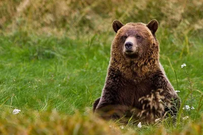 День медведя (45 фото) | Бурые медведи, Медведь, Изображения медведей
