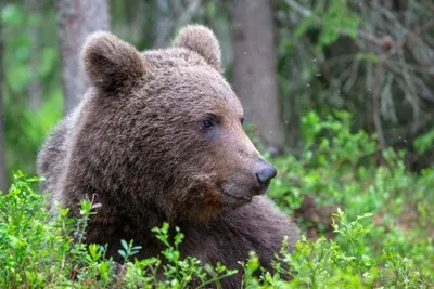 В Бурятии медведь напал на мужчину - РИА Новости, 02.05.2023