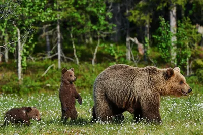 Что делать, если встретил медведя в лесу?