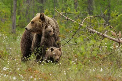 бурый медведь с камерой, модель медведя в медвежьем парке ноборибецу, Hd  фотография фото, завод фон картинки и Фото для бесплатной загрузки