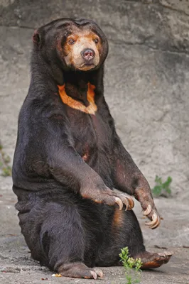13 декабря в России отмечается День медведя - Сайт национального парка  \"Смоленское поозерье\"
