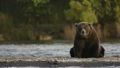 Лягушачья «вечеринка» и медведь в окне. Лучшие фото дикой природы 2022 |  РБК Life