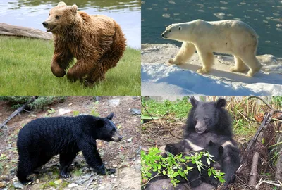 Медведь занесен в Красную книгу Беларуси. Как научиться безопасно жить  рядом с хищником?